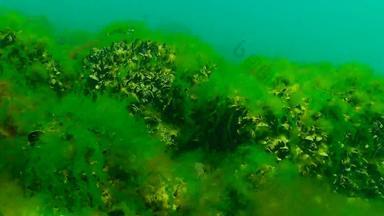 光合作用海藻类黑色的海绿色红色的藻类岩石<strong>海底</strong>水下景观黑色的海